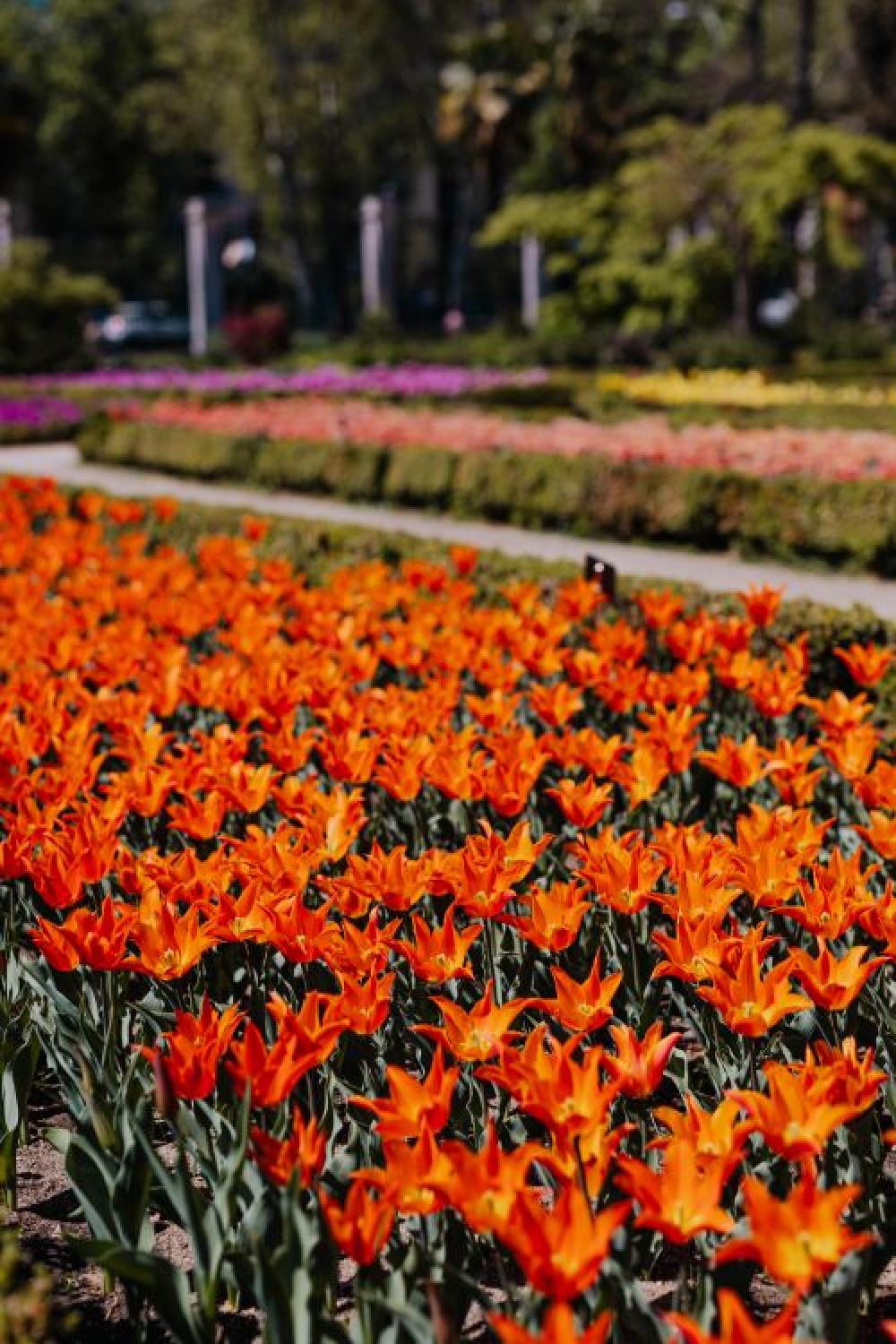Real Jardin Botanico, Madrid, Spain Real Jardin Botanico, Madrid, Spain
