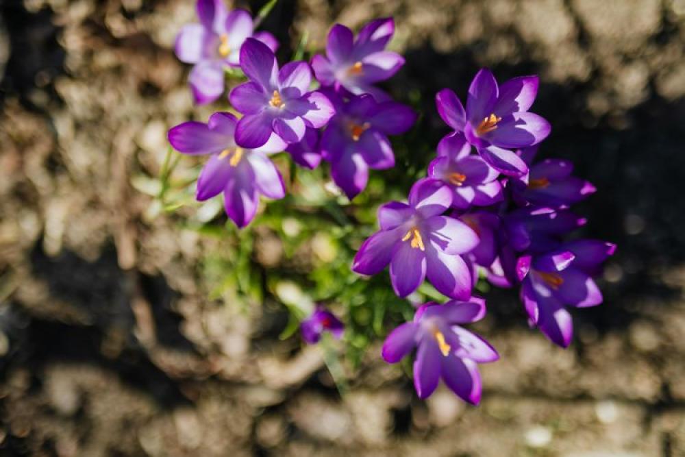Purple crocuses blooming in spring Purple crocuses blooming in spring