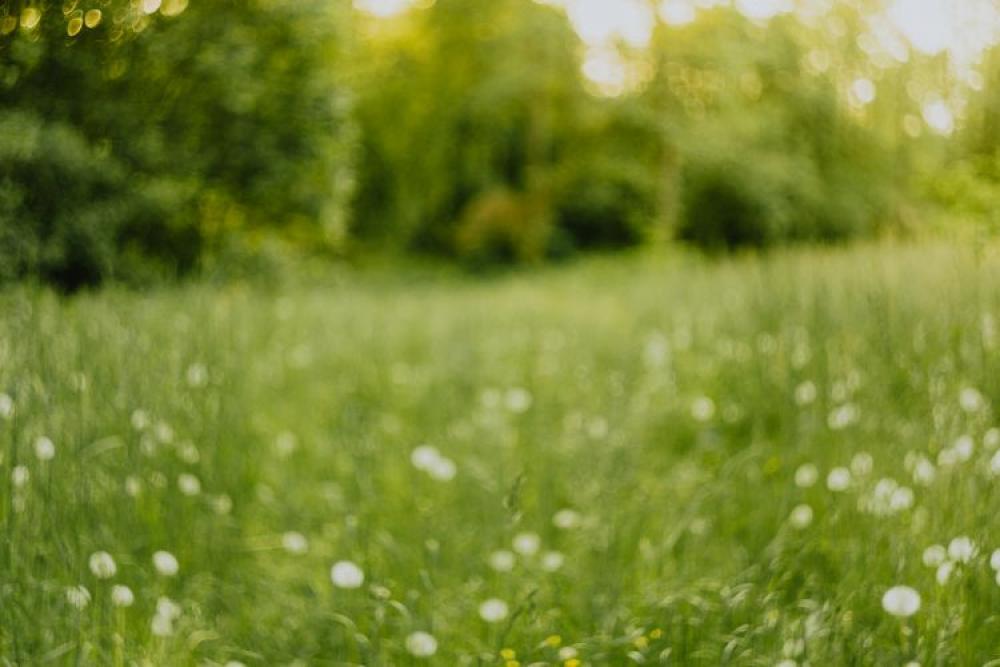 Dandelions in green grass Dandelions in green grass