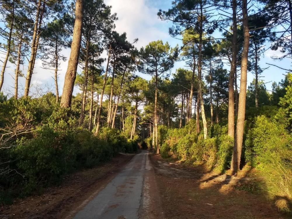 Cycle path woods veootourism Cycle path woods veootourism