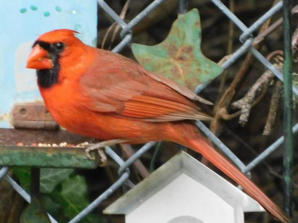 Cardinal bird Cardinal bird