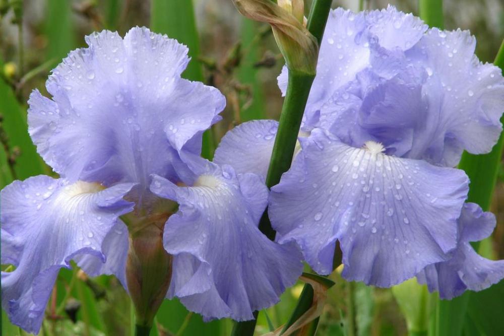 iris bearded iris blue blue-violet flower iris bearded iris blue blue-violet flower