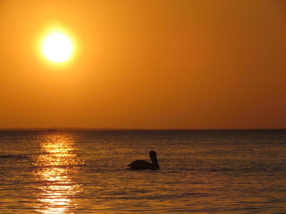 seagull bird sea ocean mexico seagull bird sea ocean mexico
