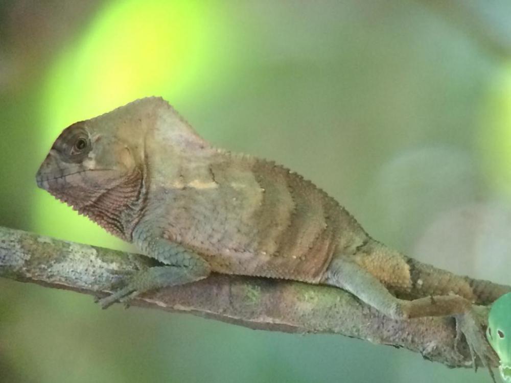 chameleon Costa Rica rain forest reptile chameleon Costa Rica rain forest reptile