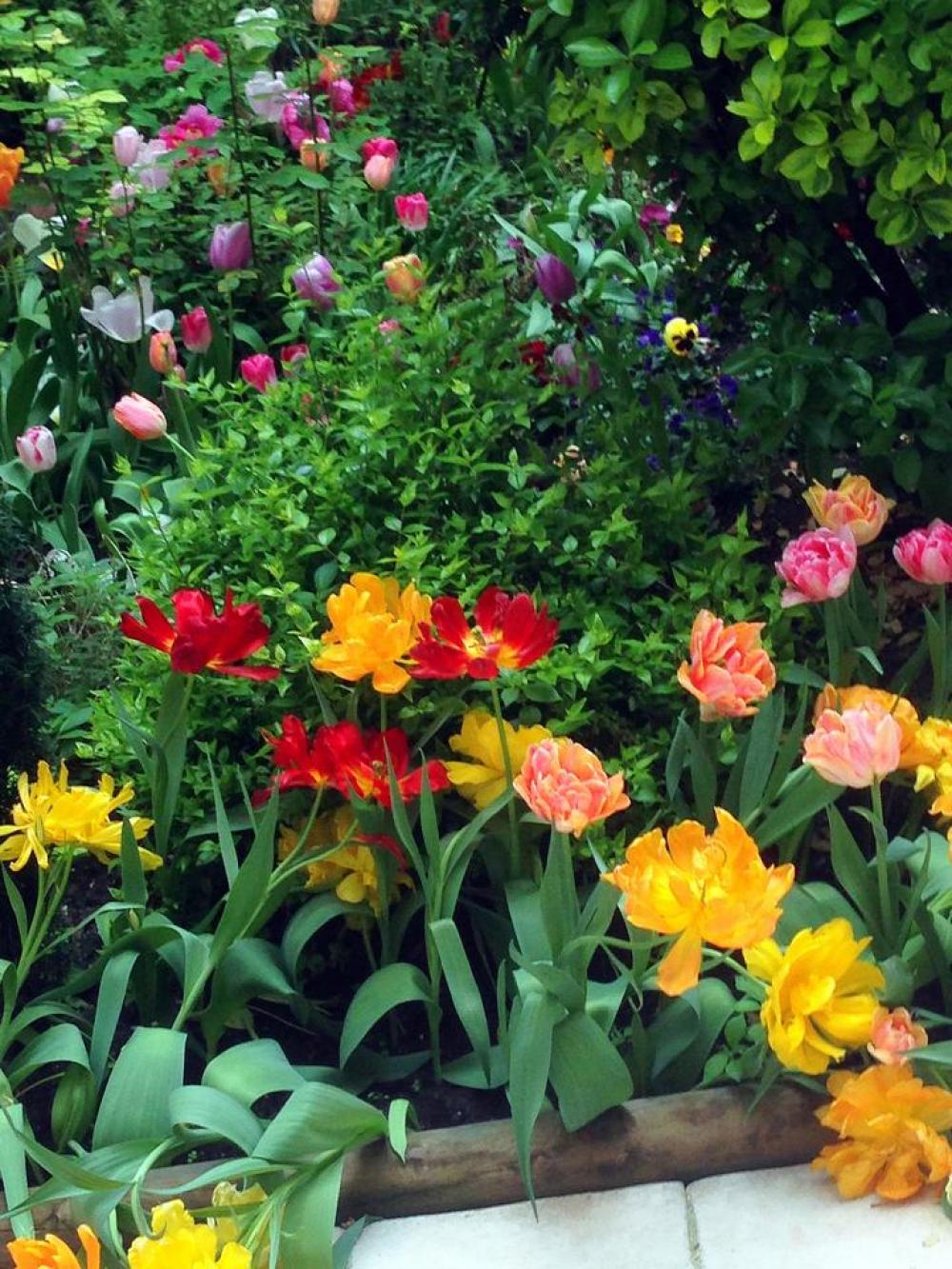 spring flower flower tulips garden tulip spring flower flower tulips garden tulip