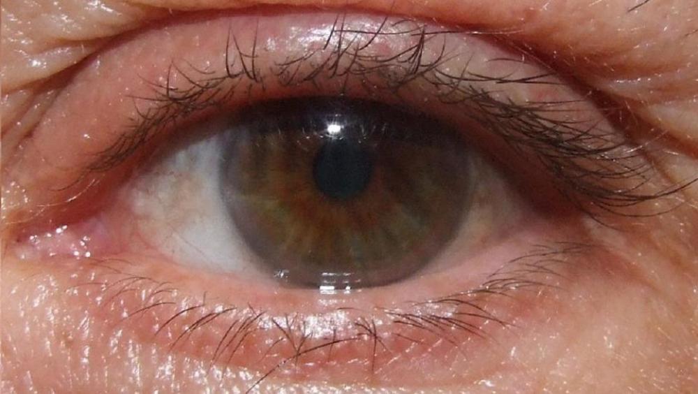 eye brown female macro eye brown female macro
