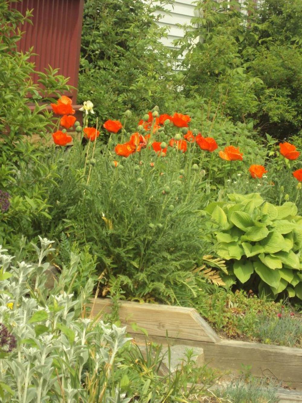 red poppy poppies flowers opium. red poppy poppies flowers opium.