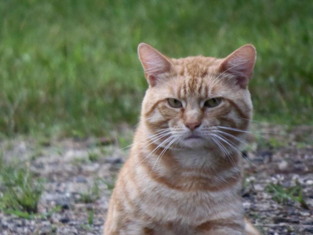 orange tabby cat feline pet animal orange tabby cat feline pet animal
