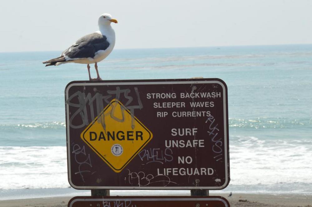 sign seagull beach wave sand sign seagull beach wave sand