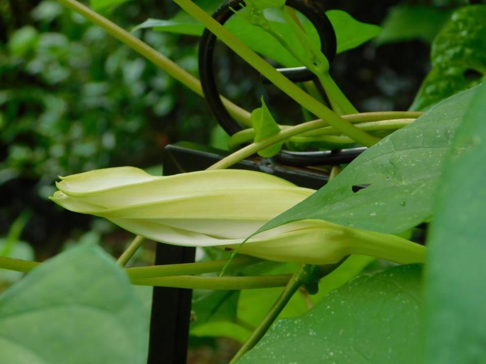 bud morning glory moonflower vine flower bud morning glory moonflower vine flower