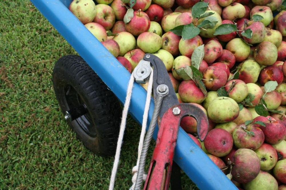 #apples orchard apple orchard harvest garden #apples orchard apple orchard harvest garden