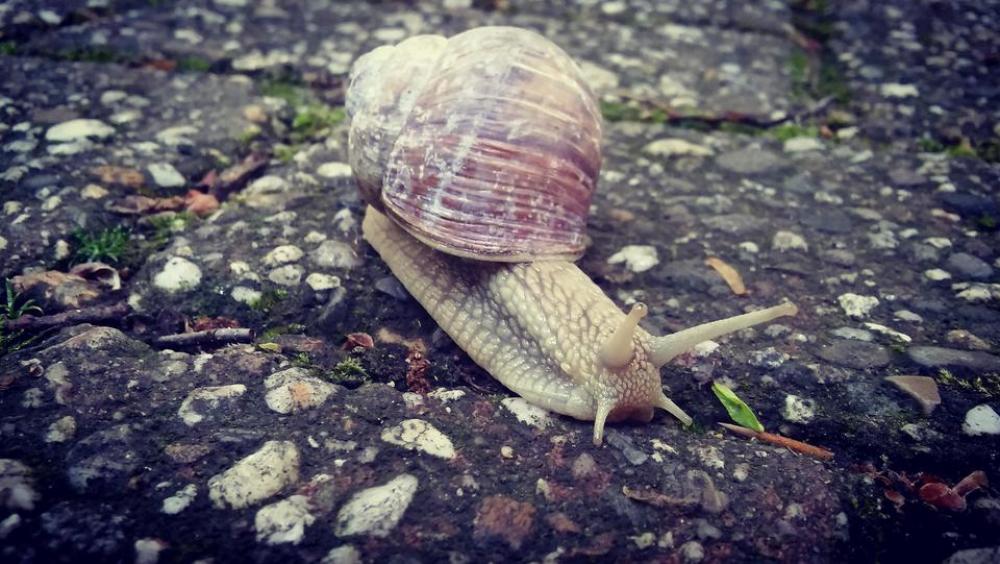 snale #ant_view_perspective snale #ant_view_perspective