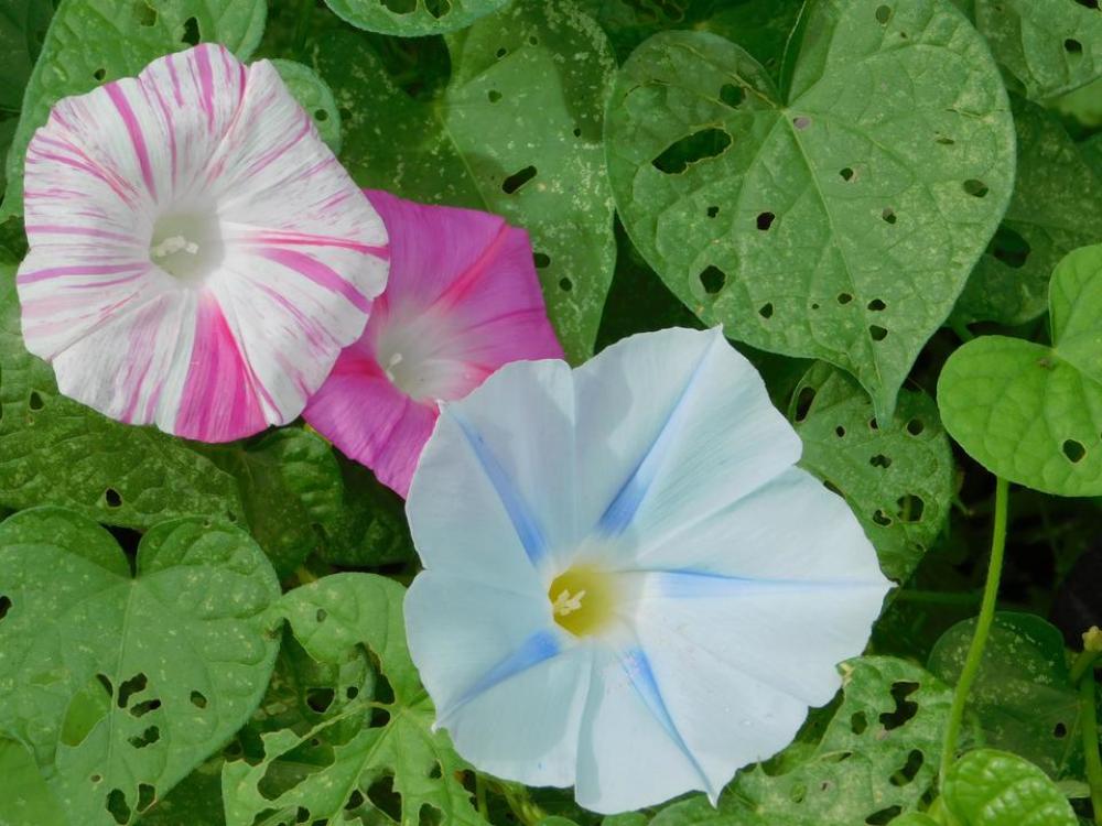 pink blue morning glory vine flower pink blue morning glory vine flower