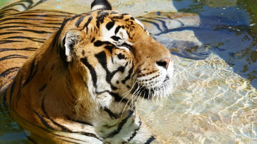 Tiger Tiger