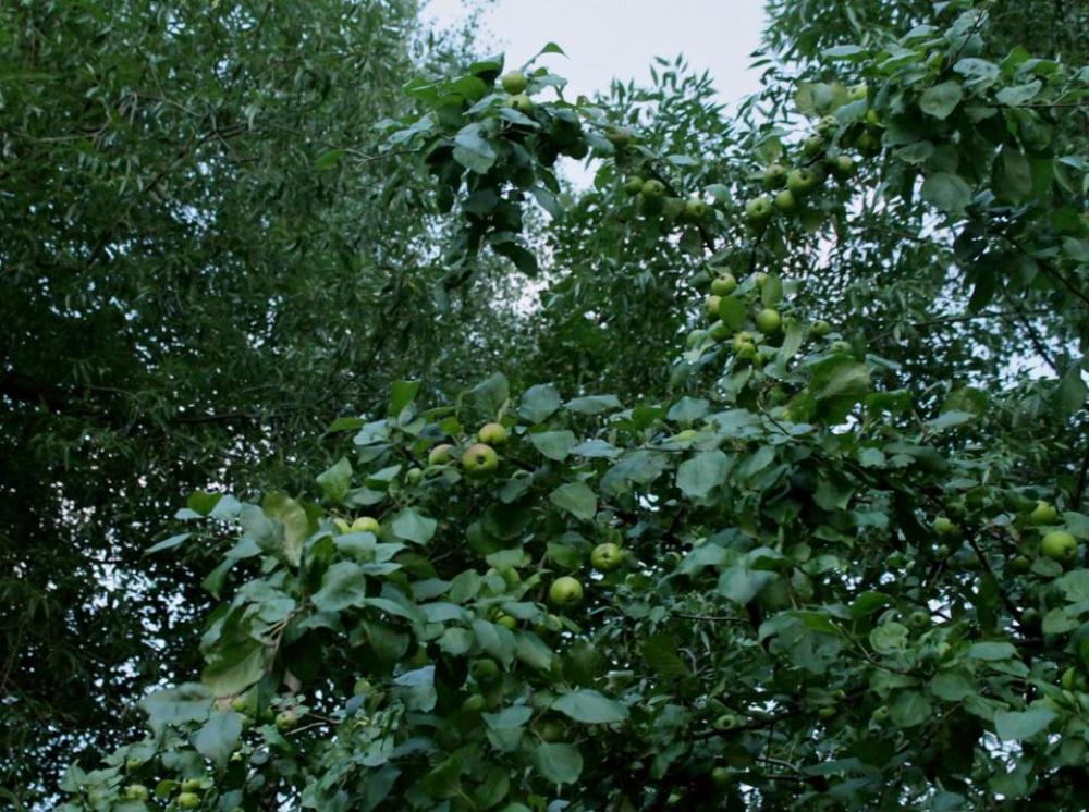 summer nature natural flora trees summer nature natural flora trees