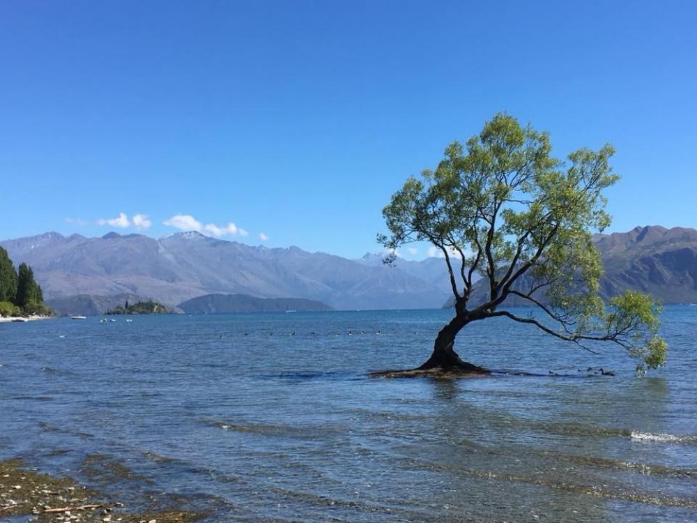 Tree lake mountains alps flood Tree lake mountains alps flood