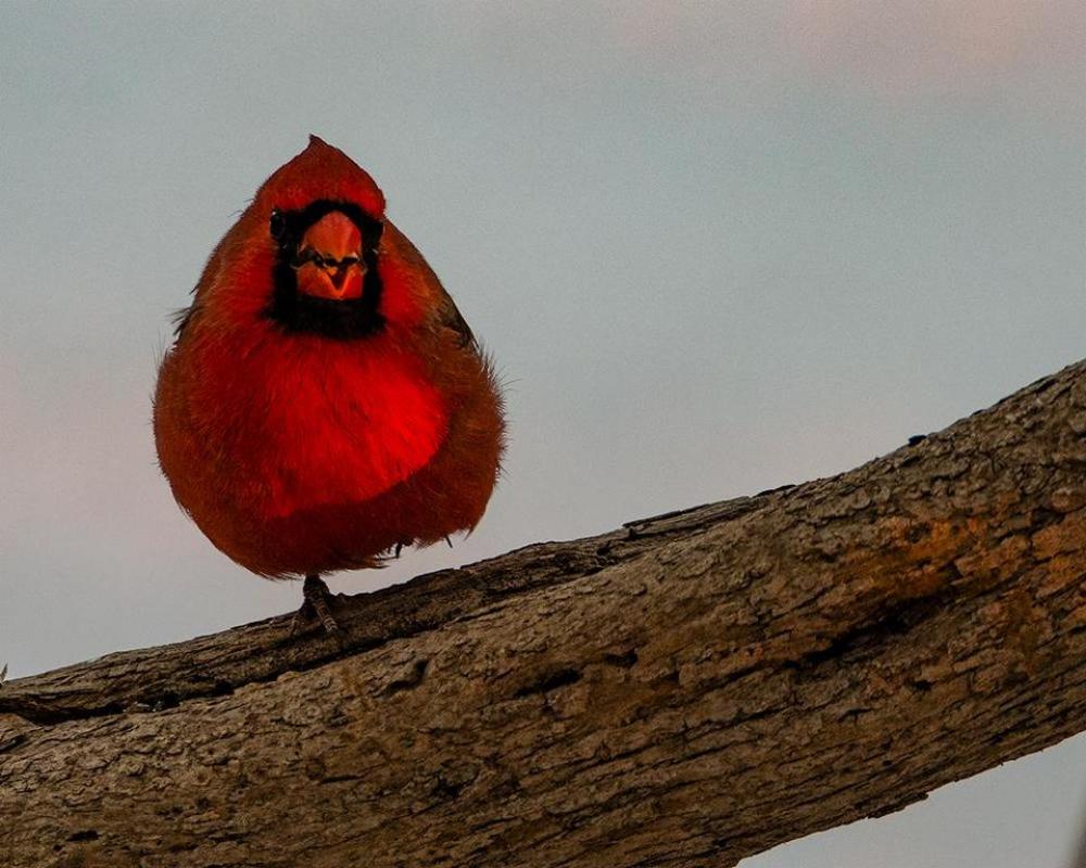 male Cardinal red bird wild male Cardinal red bird wild