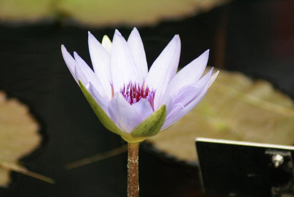 #water lily #lilies #flower #Lotus #white #water lily #lilies #flower #Lotus #white