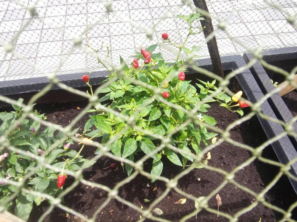 chili plant chili plant
