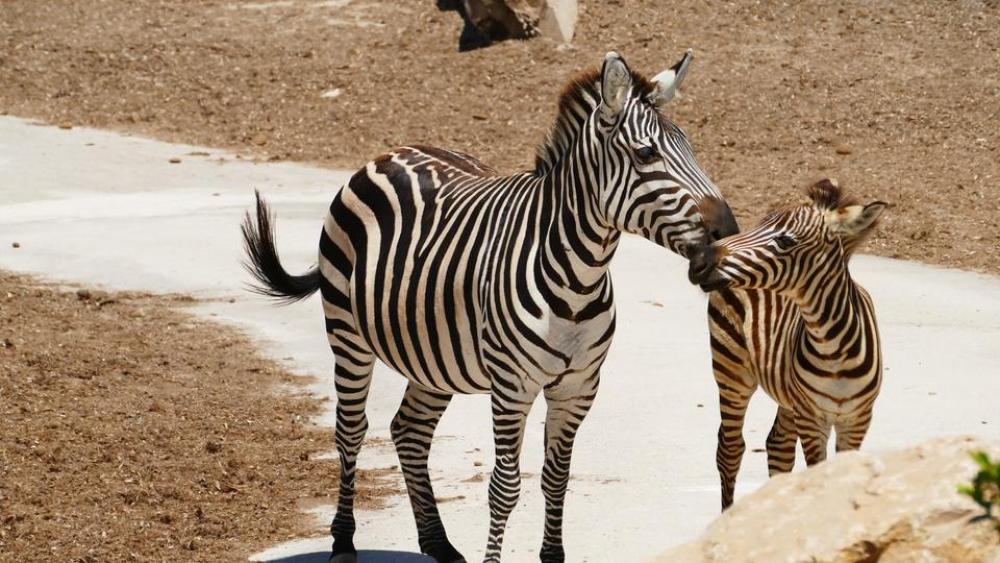 Zebra animal Zebra animal