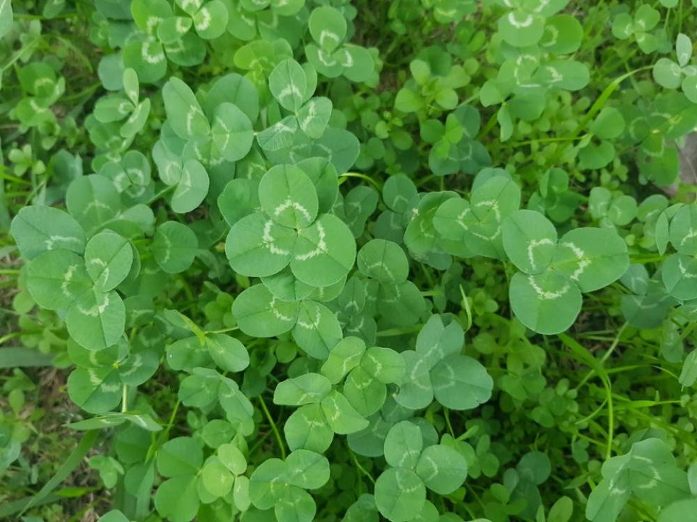 Clover shamrock #greens Clover shamrock #greens