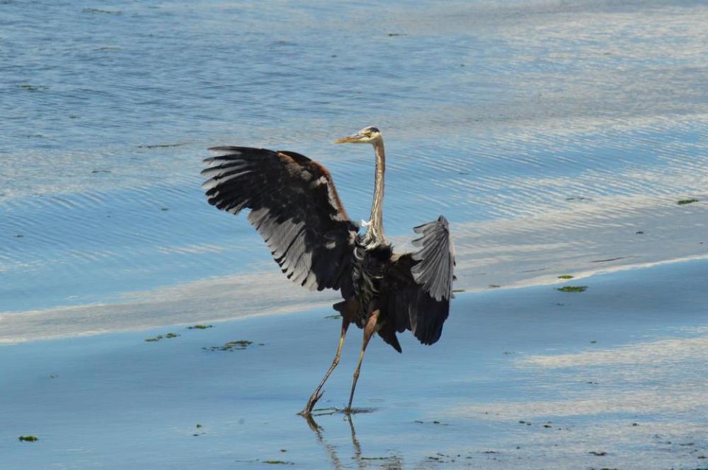 Crane waterfowl wings bird beach Crane waterfowl wings bird beach