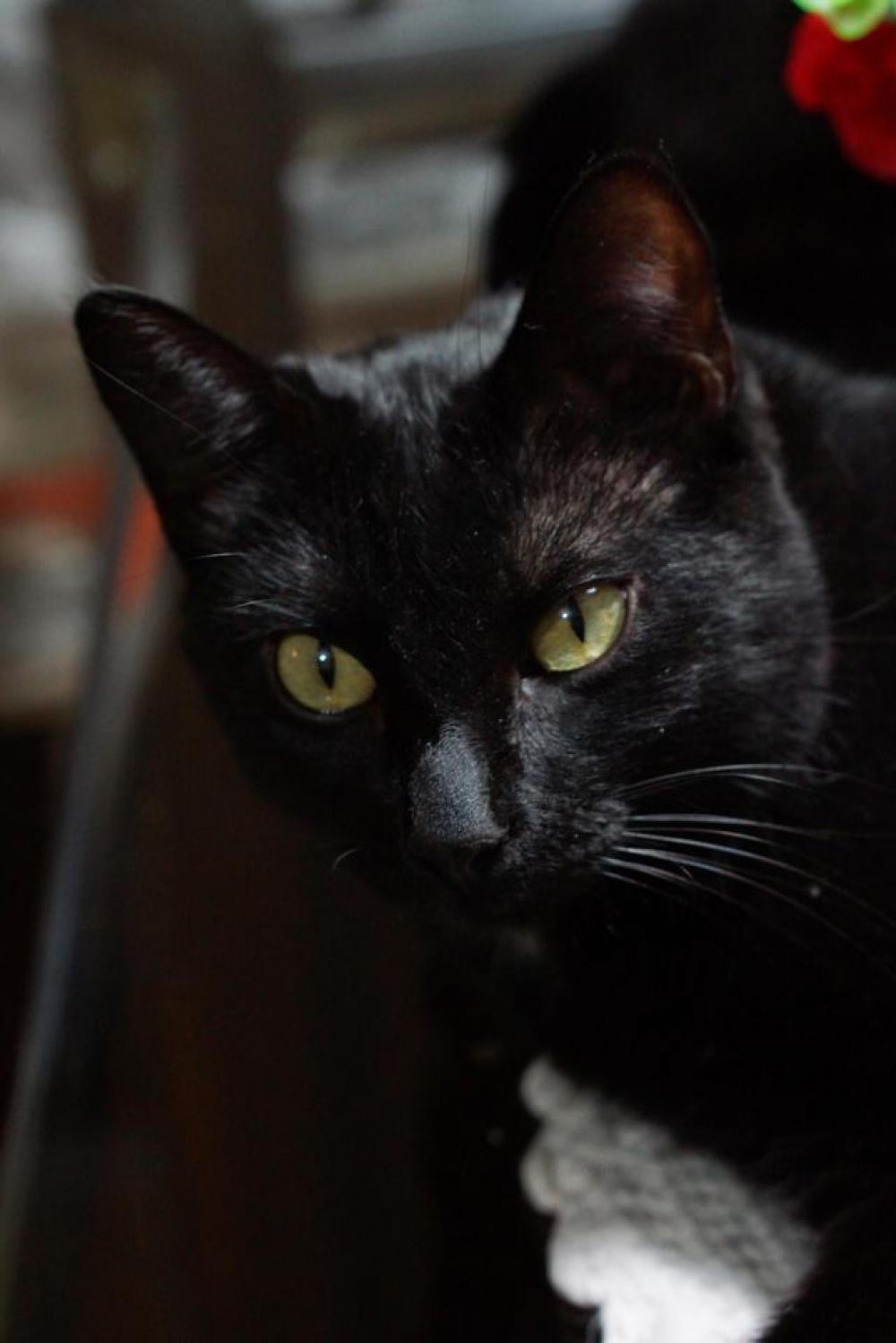 Black Cat black cat eyes pets Black Cat black cat eyes pets