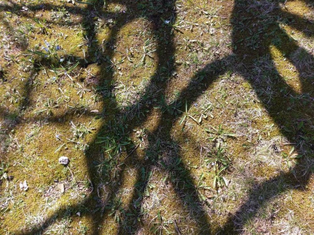 shadow moss spring flowers green shadow moss spring flowers green