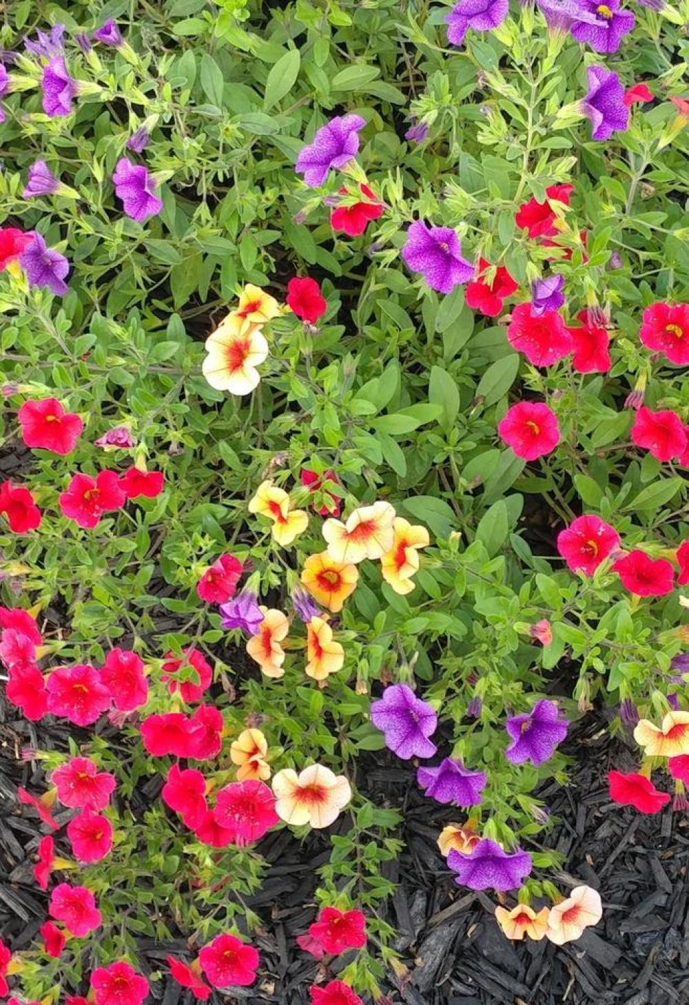 flowers blossoms color Spring flowers blossoms color Spring
