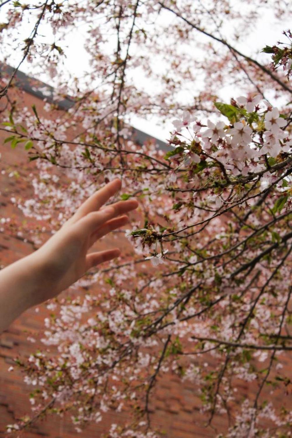 flower spring cherry blossoms reaching hand flower spring cherry blossoms reaching hand