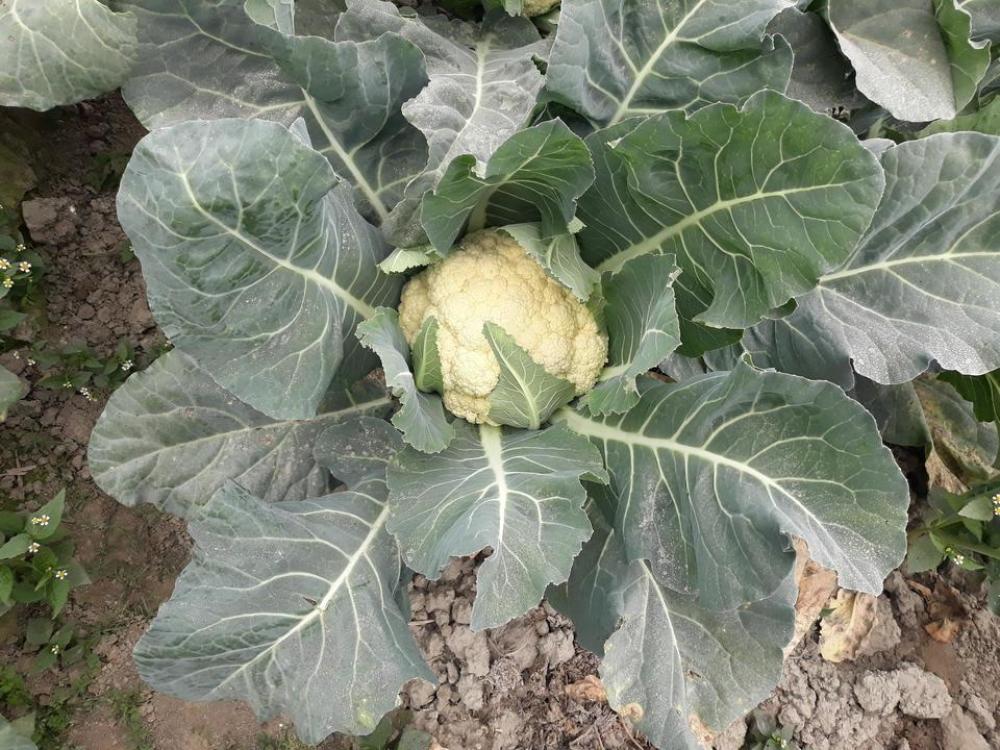 Cauliflower vegetables vegetable garden Cauliflower vegetables vegetable garden