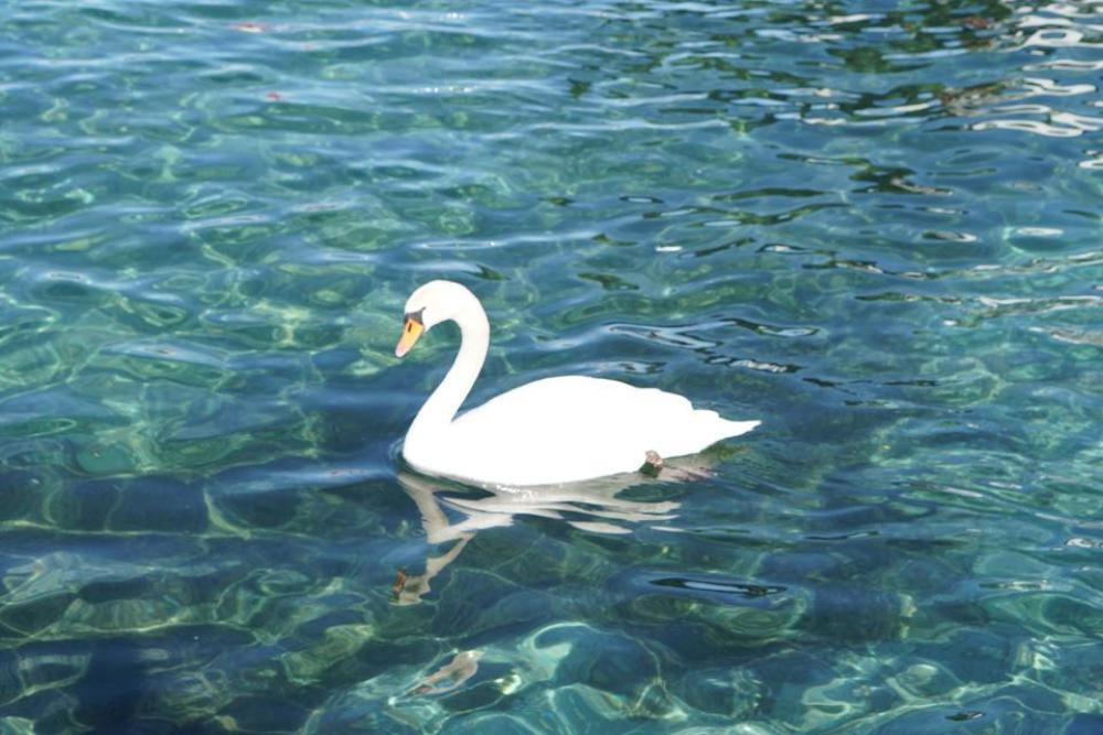 mute swan fowl waterfowl bird mute swan fowl waterfowl bird