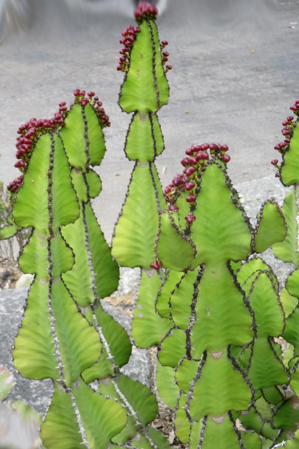 cactus green red maroon dry cactus green red maroon dry