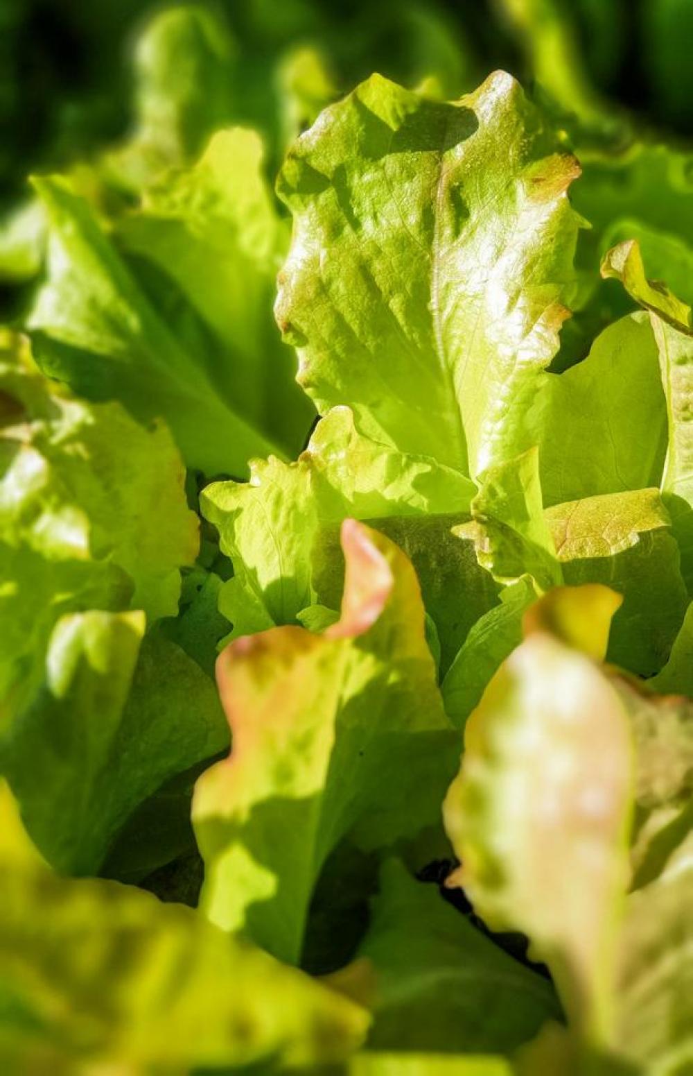 lettuces vegetables plants gardening vegetable garden lettuces vegetables plants gardening vegetable garden