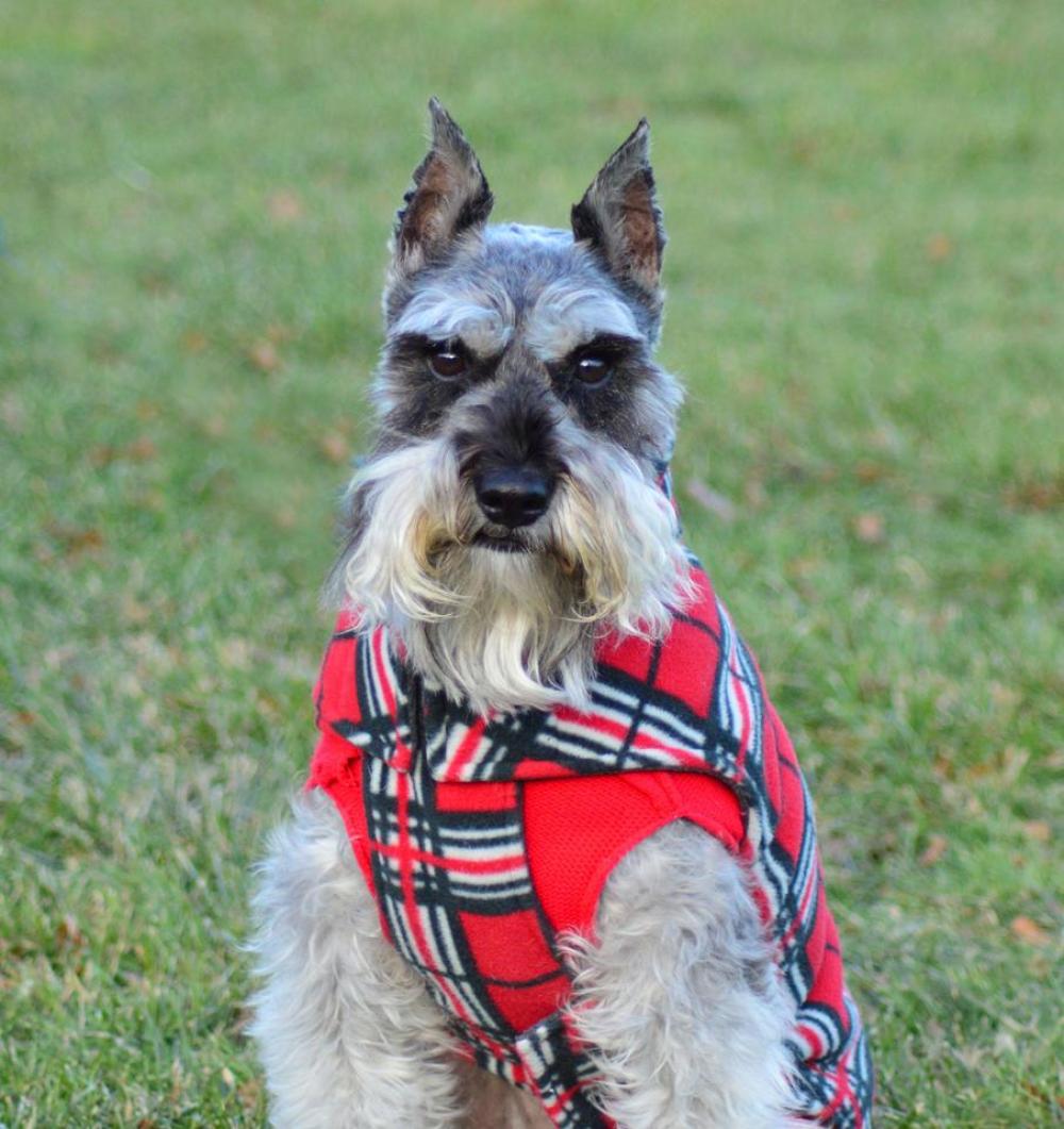Scottish terrier dog pet Scottish terrier dog pet