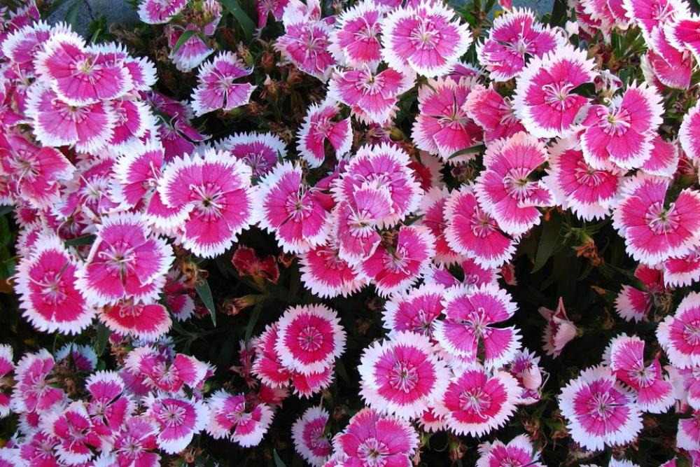 pink white pinks two-tone flower pink white pinks two-tone flower