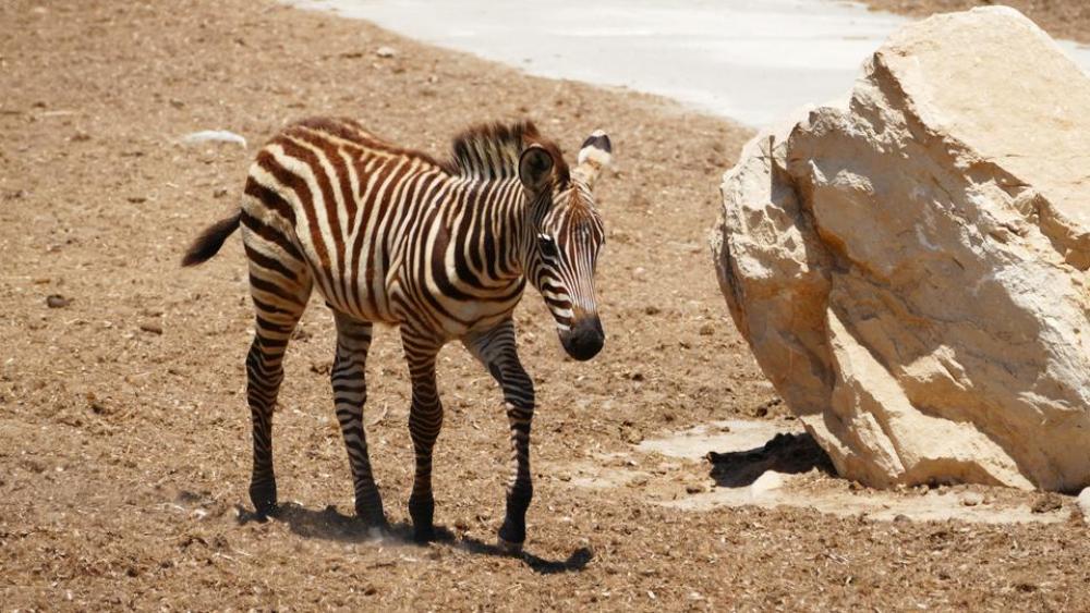Zebra Zebra