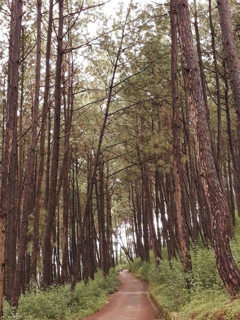 Trres grove forest woods Nepal Trres grove forest woods Nepal