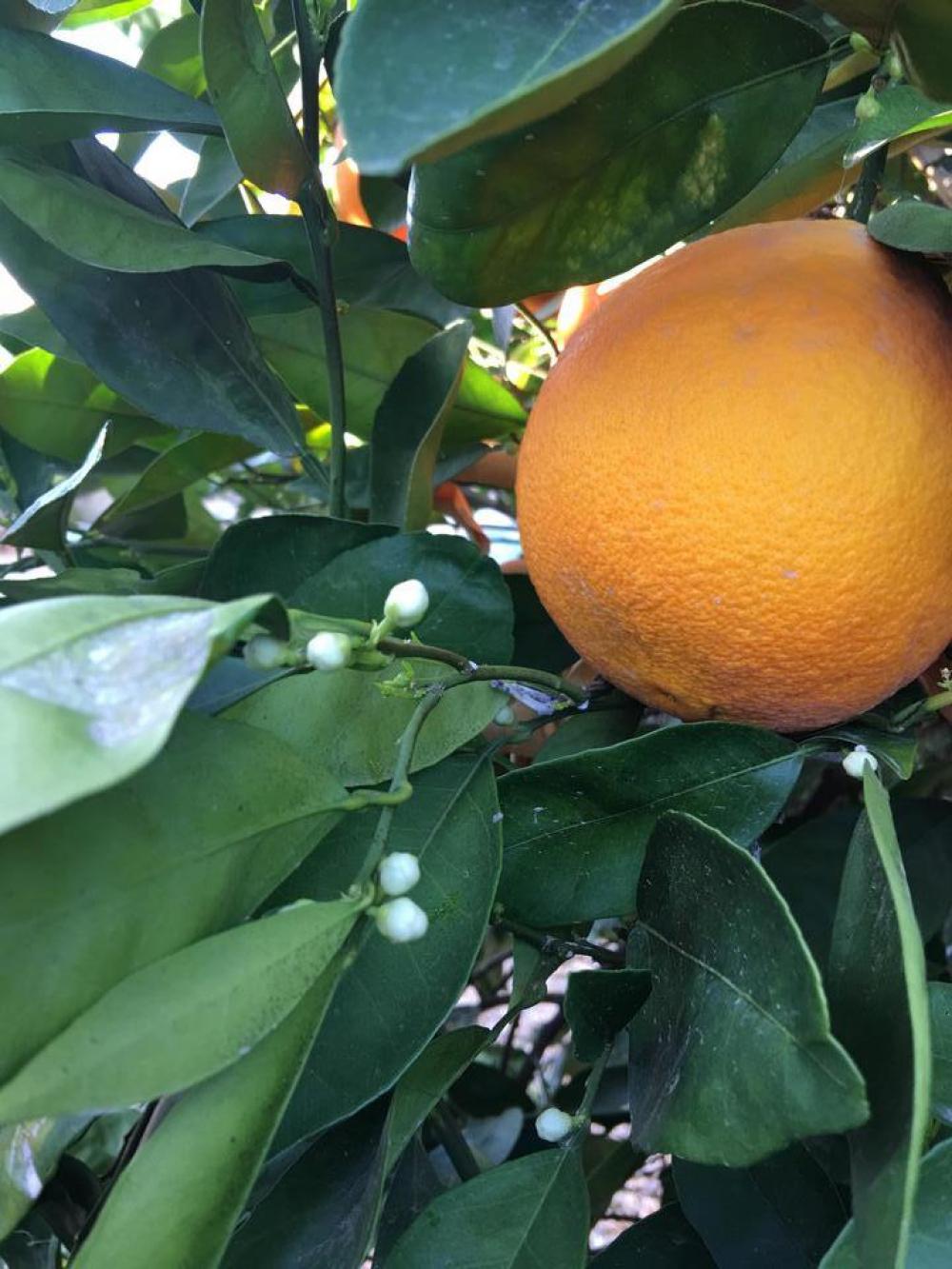 orange fruit buds flowers blossom orange fruit buds flowers blossom