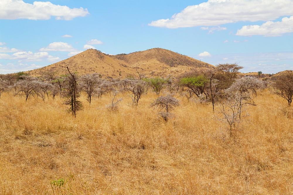 Africa Kenya Safari Nature Animal World Wild Africa Kenya Safari Nature Animal World Wild