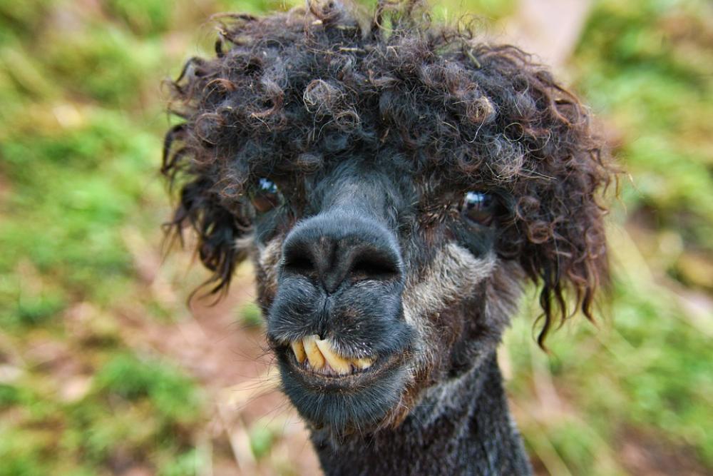 Alpaca Head Animal Lama Wool Livestock Hair Alpaca Head Animal Lama Wool Livestock Hair