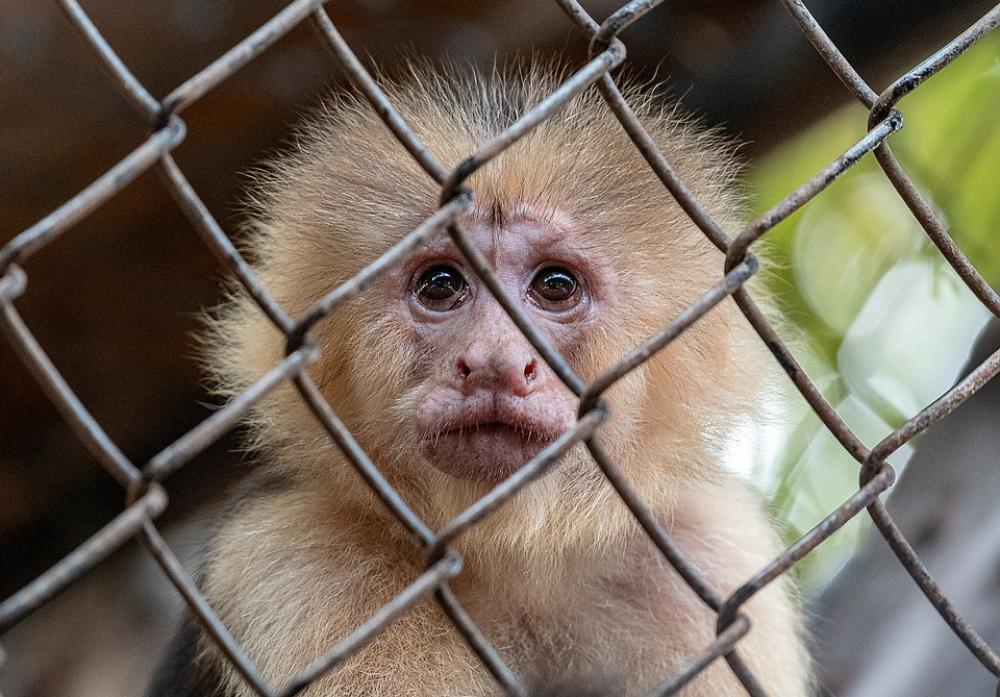 Animal Monkey Zoo Animal Monkey Zoo