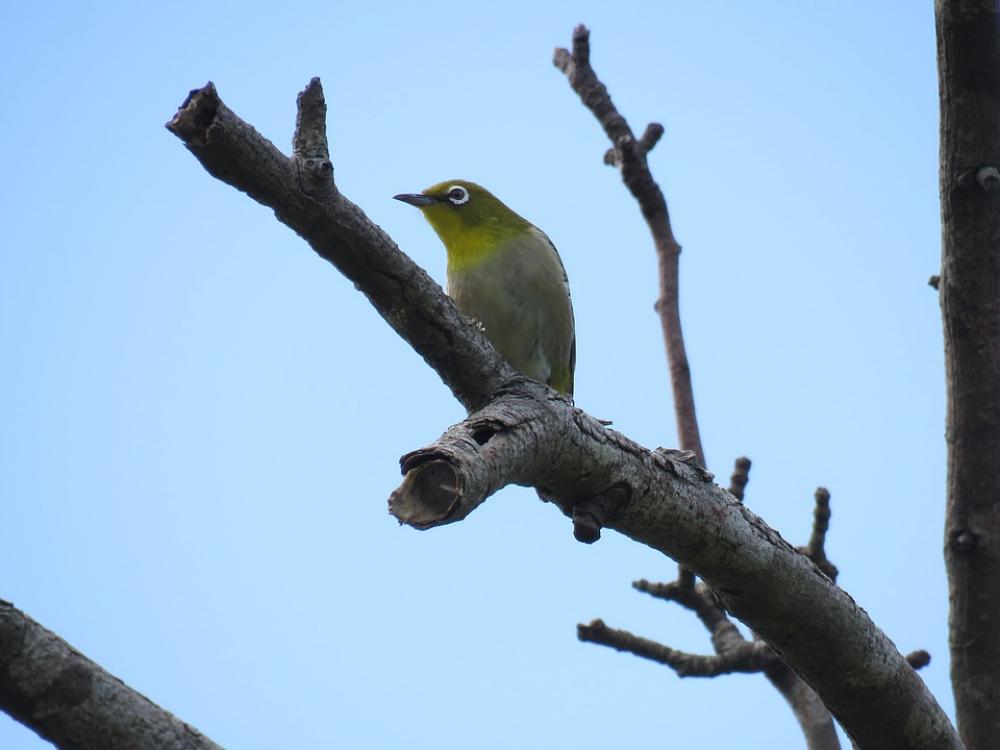 Animal Wild Birds Little Bird Japanese White-Eye Animal Wild Birds Little Bird Japanese White-Eye