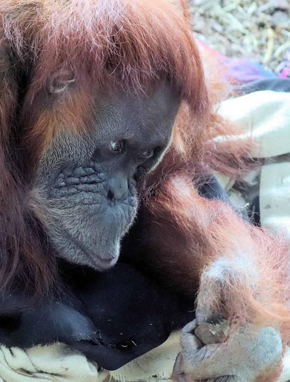 Animal Orangutan Zoo Thinking Animal Orangutan Zoo Thinking