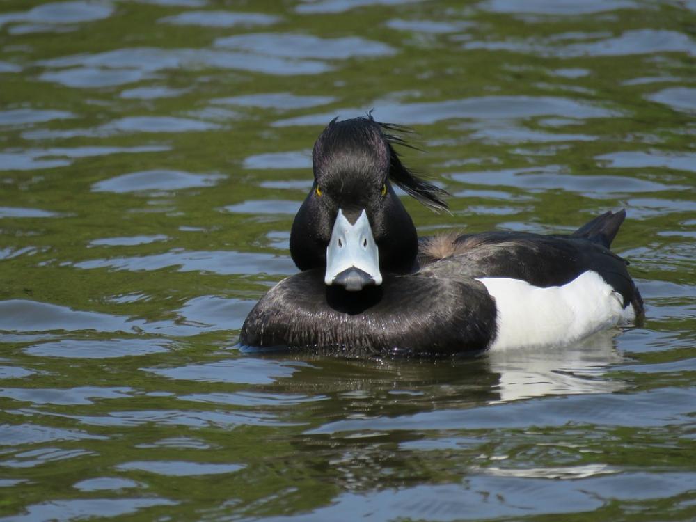 Animal Wild Birds Waterfowl Duck A Feathers Animal Wild Birds Waterfowl Duck A Feathers