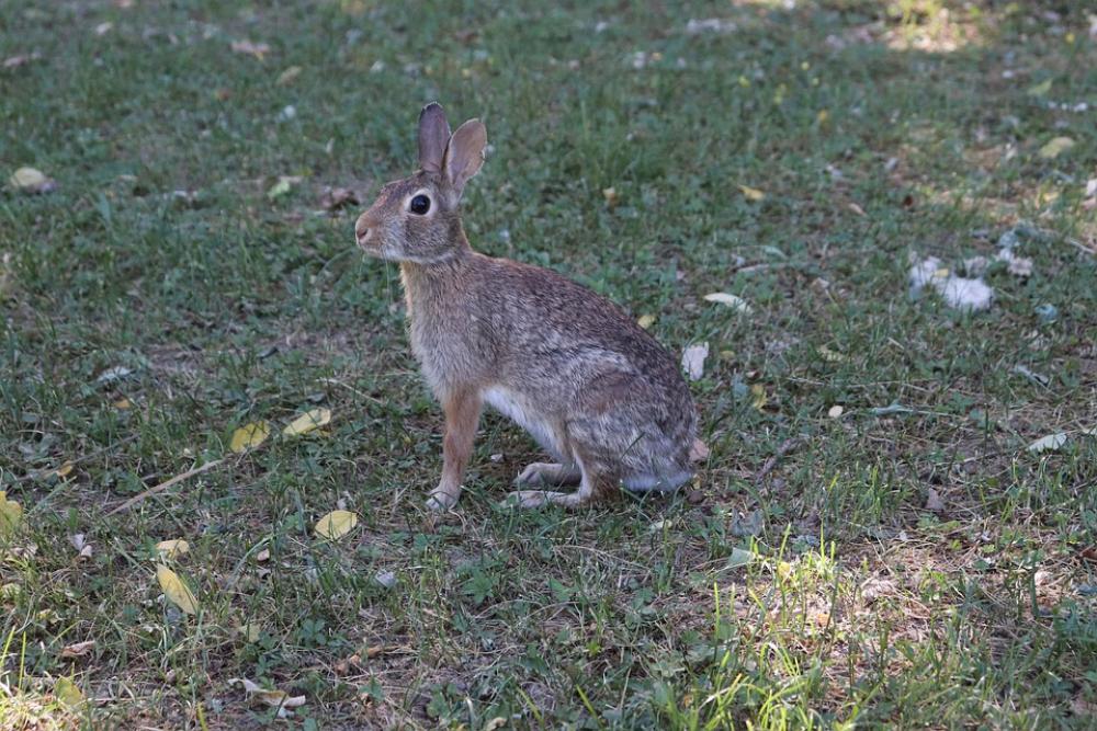 Animal Rabbit Nature Photo Rodent Animal Rabbit Nature Photo Rodent