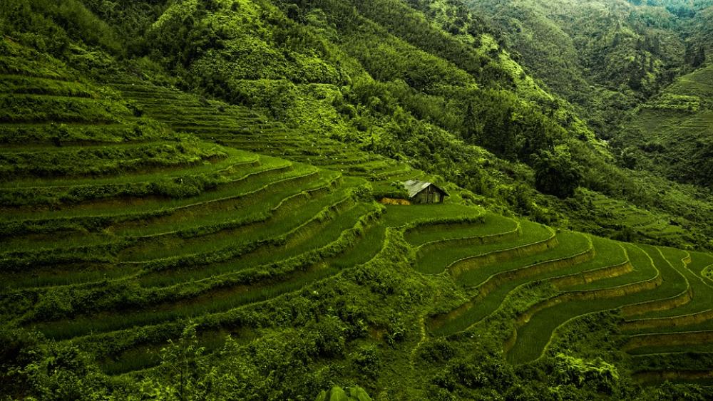 Asia Vietnam Rice Paddy Rice Green Fields Asia Vietnam Rice Paddy Rice Green Fields