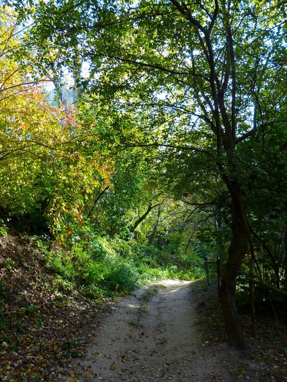 Autumn Road Trail Landscape Trees Nature Travel Autumn Road Trail Landscape Trees Nature Travel