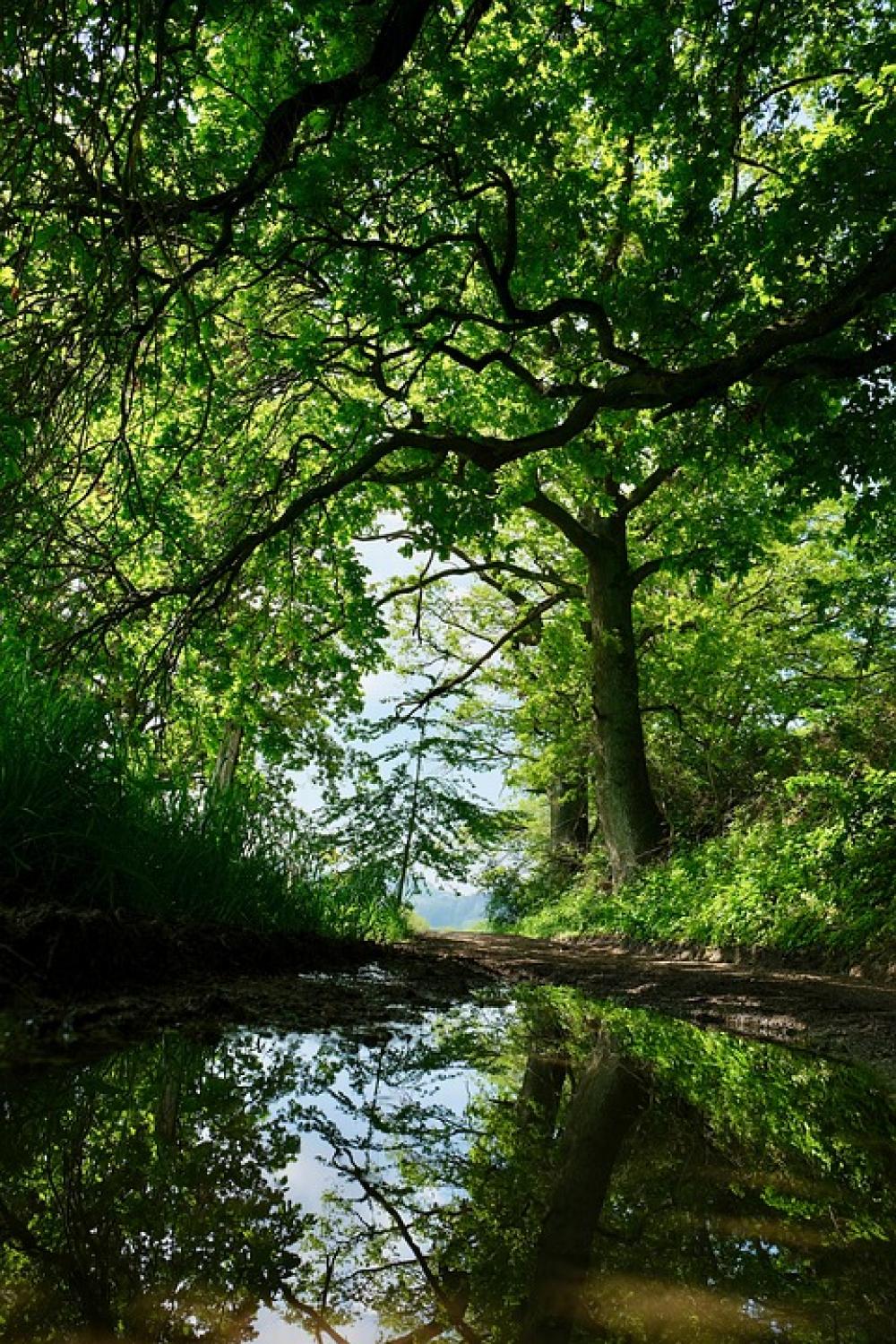 Away Puddle Promenade Green Hike Mirroring Tree Away Puddle Promenade Green Hike Mirroring Tree