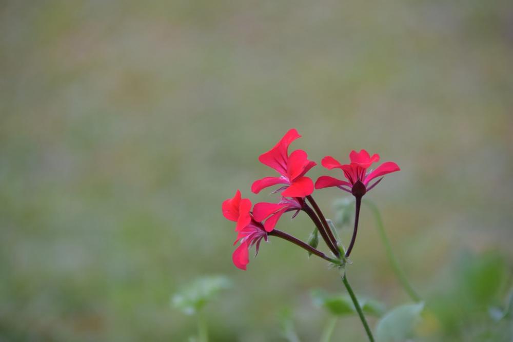 Background Flower Red Coloring Blooming The Garden Background Flower Red Coloring Blooming The Garden